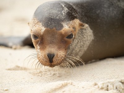 Galapogous-2014-4443-Edit