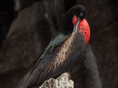 Galapogous-2014-4469