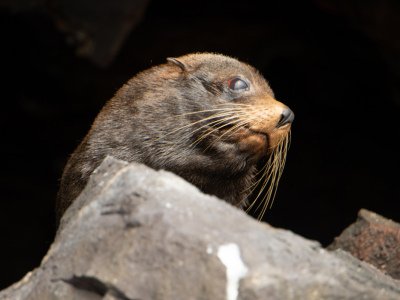 Galapogous-2014-4656