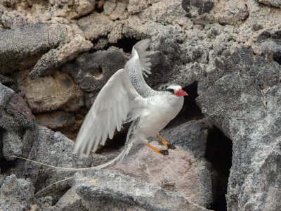 Galapogous-2014-4718-Edit