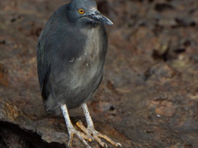 Galapogous-2014-4739