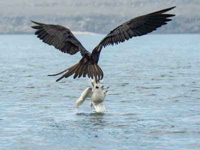 Galapogous-2014-4810-Edit