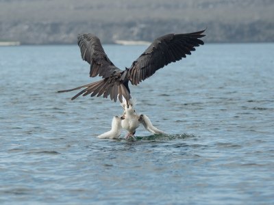 Galapogous-2014-4822