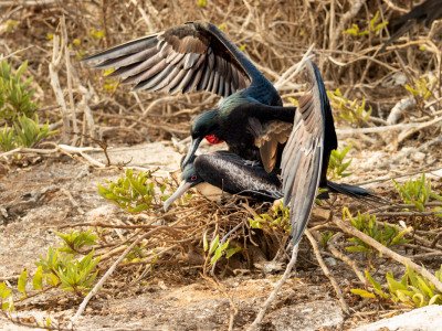 Galapogous-2014-4988