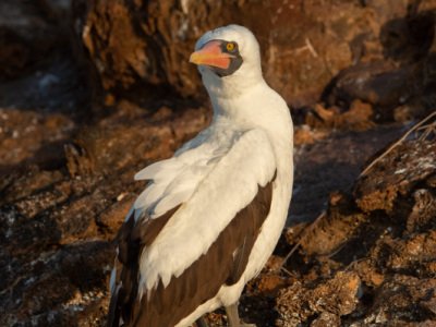 Galapogous-2014-5082