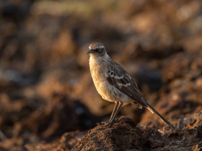 Galapogous-2014-5104