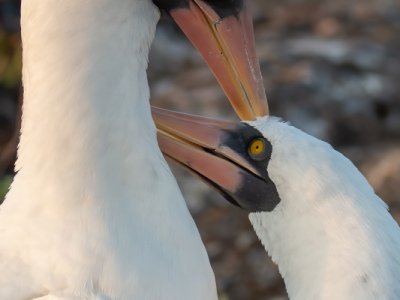 Galapogous-2014-5120-Edit