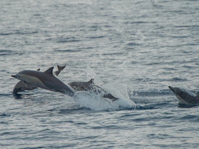 Galapogous-2014-5212-Edit