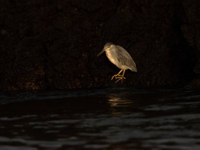 Galapogous-2014-5302