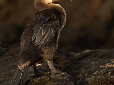 Galapogous-2014-5310-Edit