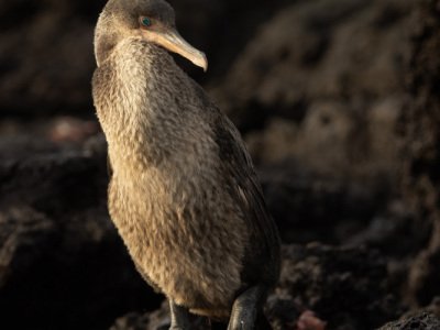 Galapogous-2014-5341-Edit