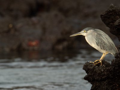 Galapogous-2014-5351-Edit