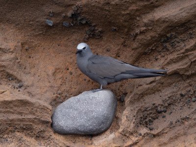 Galapogous-2014-5490-Edit