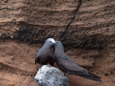 Galapogous-2014-5505-Edit