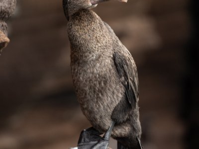 Galapogous-2014-5520