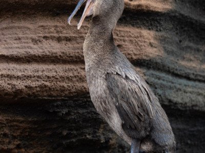 Galapogous-2014-5523