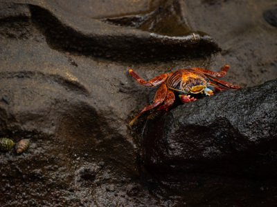 Galapogous-2014-5529