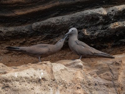 Galapogous-2014-5535-Edit