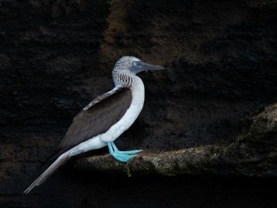 Galapogous-2014-5586