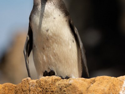 Galapogous-2014-5618