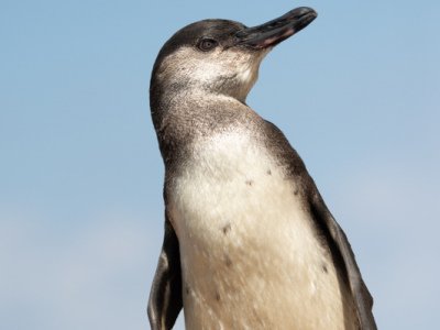 Galapogous-2014-5624