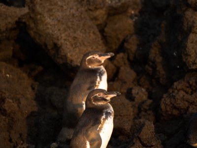 Galapogous-2014-5720