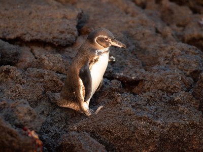 Galapogous-2014-5742