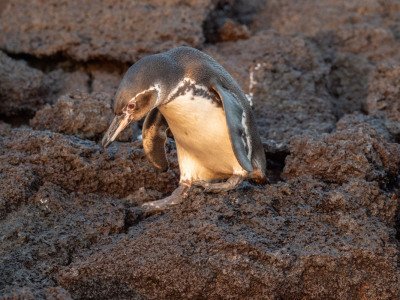 Galapogous-2014-5749