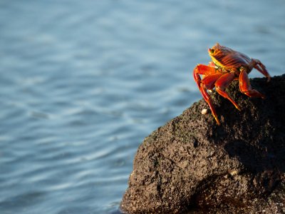 Galapogous-2014-5805