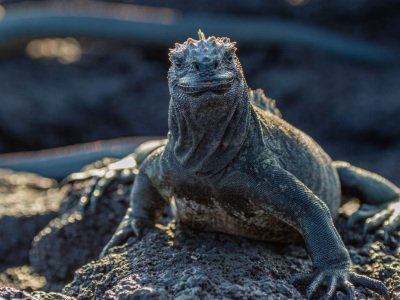 Galapogous-2014-5931