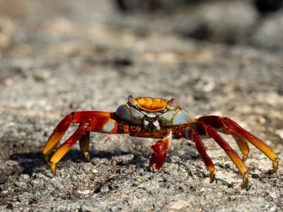 Galapogous-2014-6002