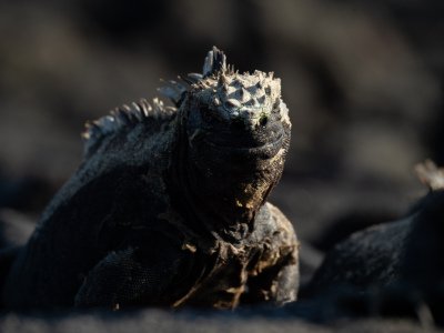 Galapogous-2014-6044