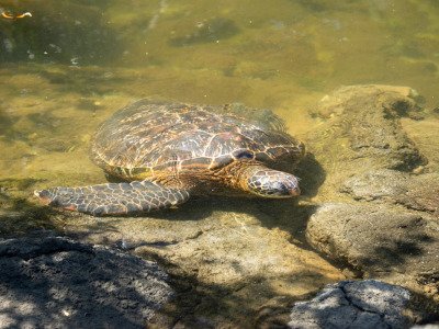 Galapogous-2014-6300