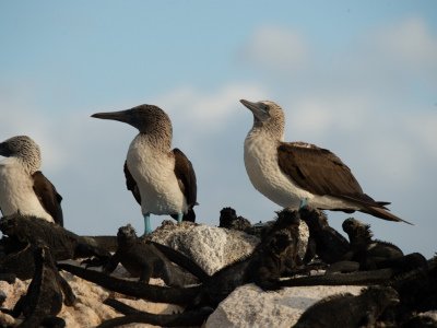 Galapogous-2014-6427