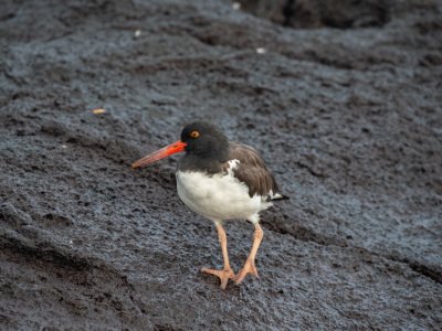 Galapogous-2014-6461