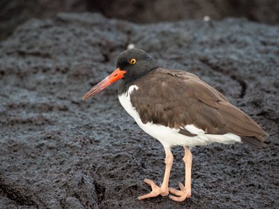 Galapogous-2014-6470