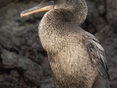 Galapogous-2014-6472