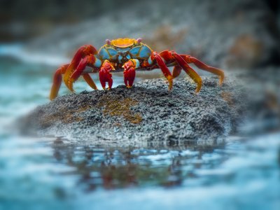 Galapogous-2014-6657