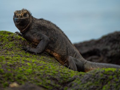 Galapogous-2014-6684