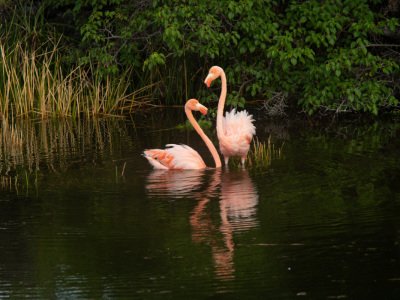 Galapogous-2014-6803