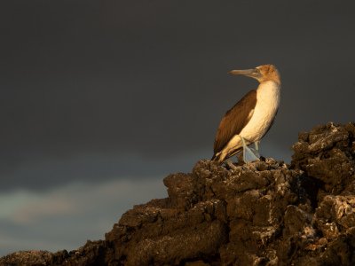 Galapogous-2014-7296