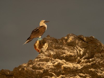 Galapogous-2014-7321