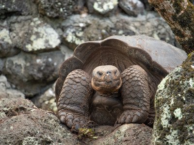 Galapogous-2014-7345