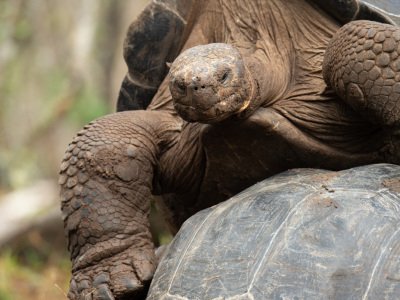 Galapogous-2014-7355