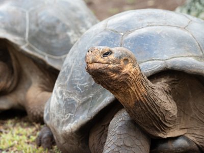 Galapogous-2014-7361