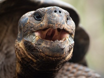 Galapogous-2014-7422