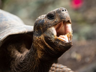 Galapogous-2014-7432