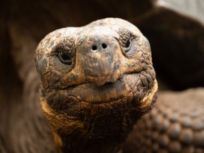 Galapogous-2014-7460