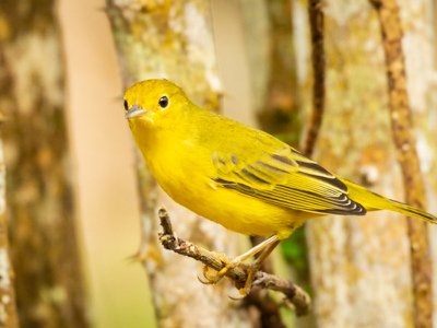 Galapogous-2014-7483