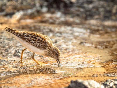 Galapogous-2014-7785